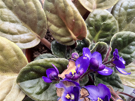 Blommor o knoppar i blåa Saint Paulian