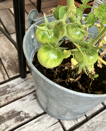 Fyra gröna tomater på en balkongplanta