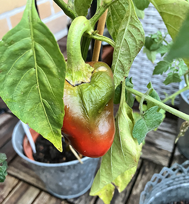 Paprikan börjar bli röd