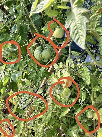 Tomatodlingarna i Slottsträdgården 2024