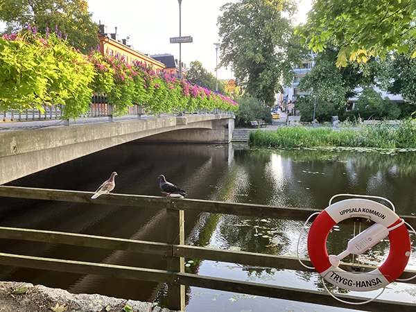 Två duvor på räcket till Fyrisån intill St Olofsbron
