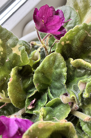 Blommor och knoppar i lila Saint Paulian