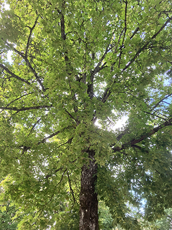 Grönt lönnträd i Odinslund trädkrona underifrån