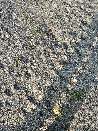 Grus med spår av tassar o skuggan av mina ben