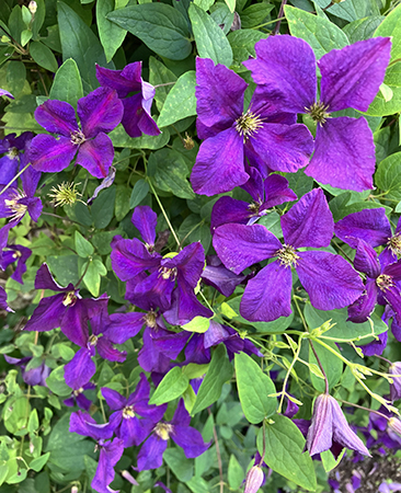 Klematis i Slottsträdgården 2024