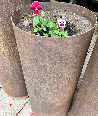 Penséer i rostig stor kruka