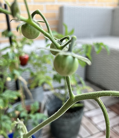 Tre gröna tomater på balkongplanta nr 2