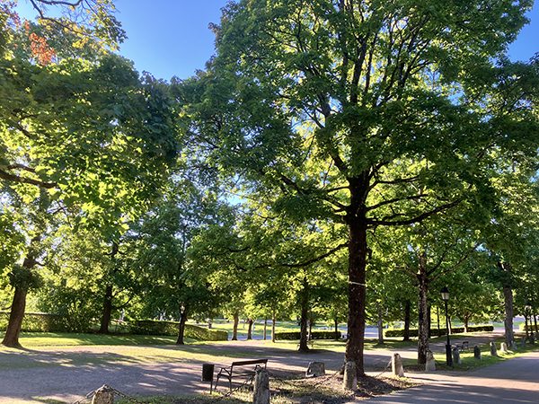 Lindallén i Odinslund