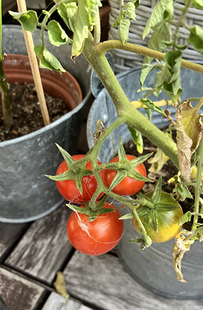 Planta med fyra tomater