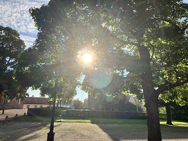 Solig morgon i Odinslund Solig morgon i Odinslund