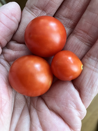 Tre egna tomater skördade