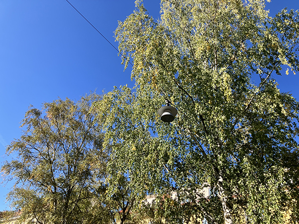 Björk mot blå himmel