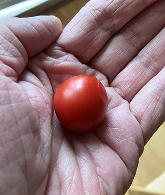 Egen tomat skördad den 1 september 2024