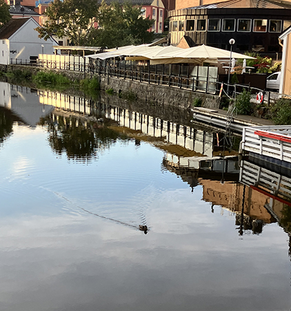 And som simmar ensam i Fyrisån And som simmar ensam i Fyrisån