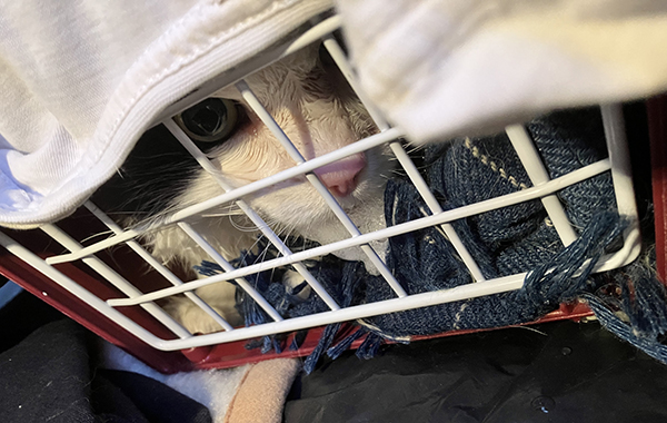 Lucifer i bur i bilen efter veterinären