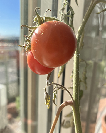 Två tomater på g i köksfönstret