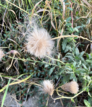 Fluffig växt vid vägkanten