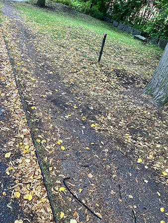 Gula löv på marken i Odinslund