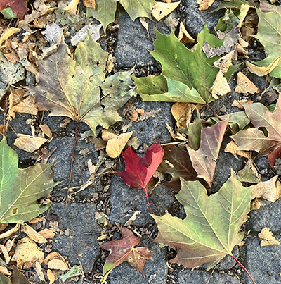 Rött lönnlöv som ett hjärta bland andra