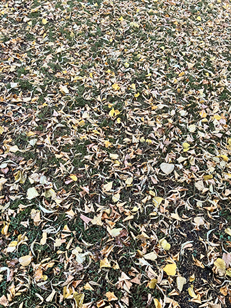 Höstlöv på marken