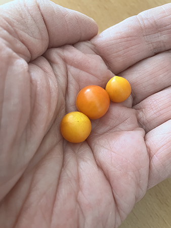 Tre små gula tomater i min hand