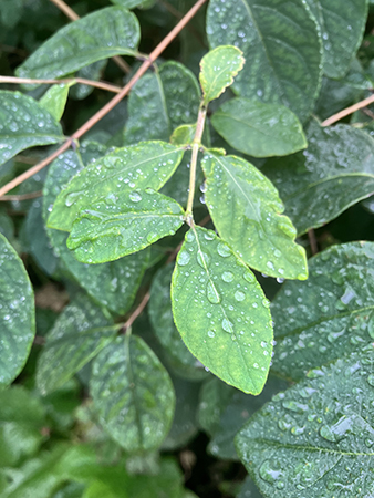 Gröna blad med regndroppar