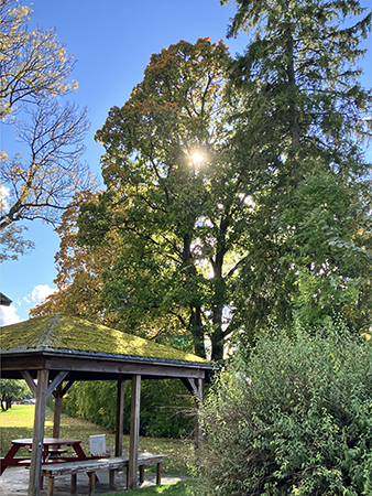 Bänkar bord träd o sol i Ulva