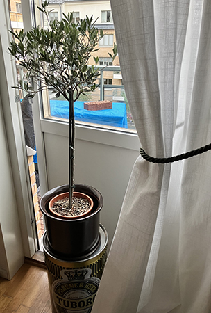 Olivträdet framför balkongdörren