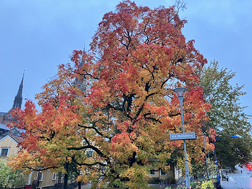 Lönnen på Walmstedtska 10 okt 2024