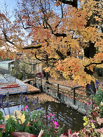Lönnen i gula löv fotad fr St Olofsbron