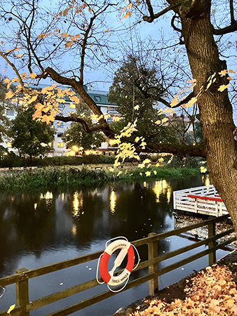 Lönnen med några få gula löv kvar