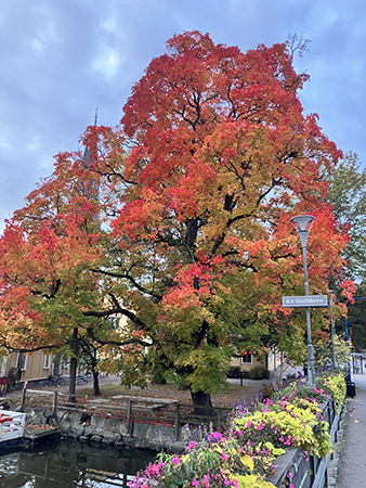 Lönnen på Walmstedtska gården fotad från St Olofsbron