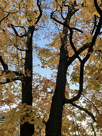 Lönnen på Walmstedtska gården i gula höstlöv