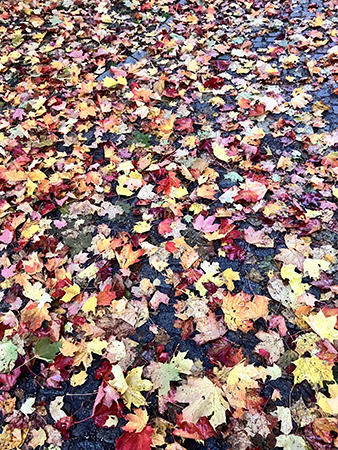 Lönnlöv höst fallna