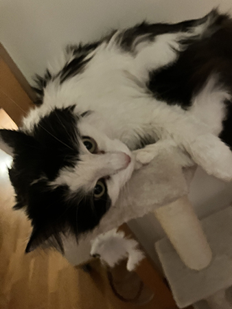 Lucifer i ett klätterträd