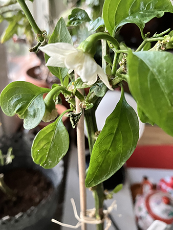 Min paprika blommar 3 oktober 2024