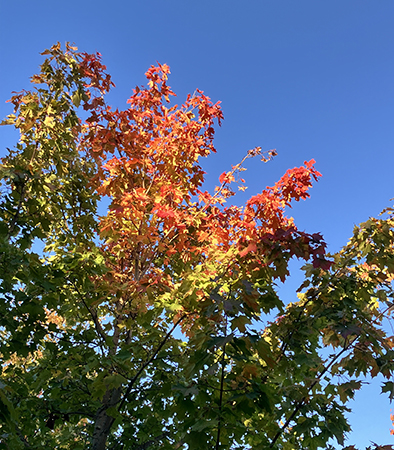 Träd på väg att bli rött