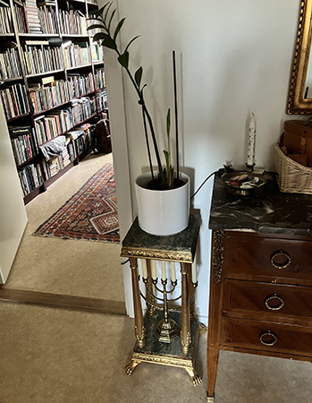 Garderobsblomman på piedestal i hallen