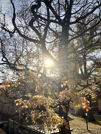 Lönnen höst gula löv gles