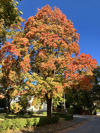 Höstträd i Kåbo mot blå himmel