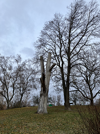 Dött träd i Höganäsparken
