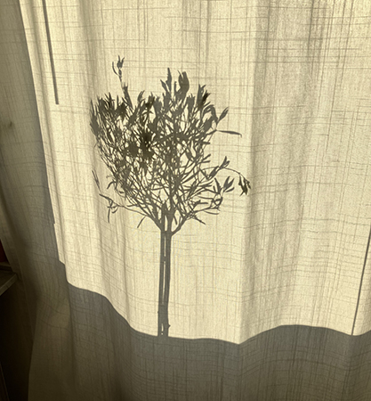 Skuggan av olivträdet bakom gardinen i balkongdörren