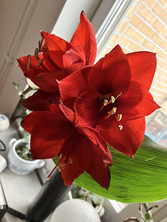 Tre klockor på amaryllisen från Birgitta o Gunilla