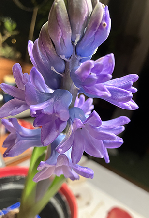 Blå hyacint på väg att slå ut