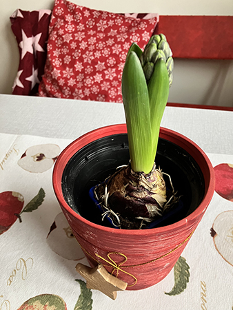 Hyacint i röd kruka på köksbordet