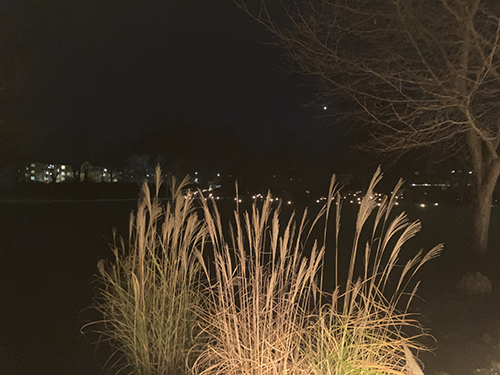 Minneslunden Gamla kyrkogården Alla helgons dag 2024