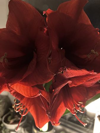 Fyra klockor på amaryllisen från Birgitta o Gunilla
