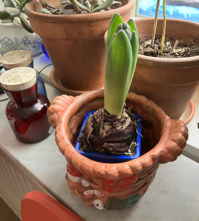 Hyacint i köksfönstret