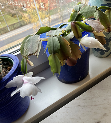 Vita novemberkaktusen börjar blomma