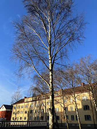 Lövlös björk utanför huset Lövlös björk utanför huset